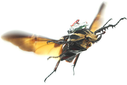 beetle-flying410